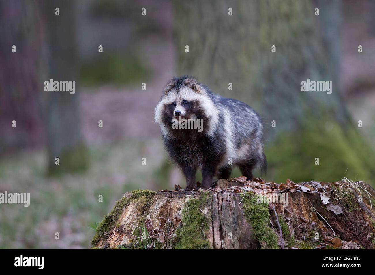 Marderhund, Nyctereutes procyonoides, Marderhund Stockfoto