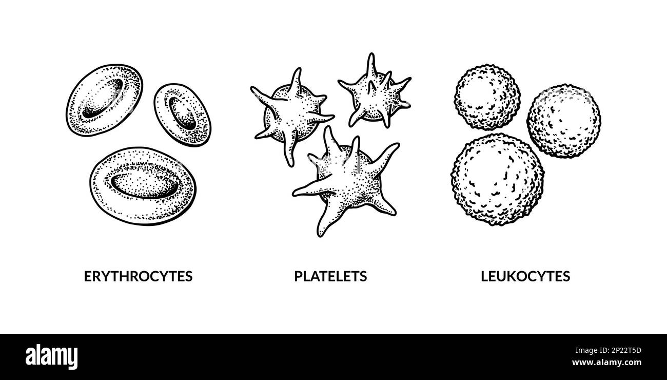 Blutzellen auf weißem Hintergrund isoliert. Handgezogene Erythrozyten, Leukozyten und Thrombozyten. Wissenschaftlich-biologische Darstellung im Skizzenstil Stock Vektor