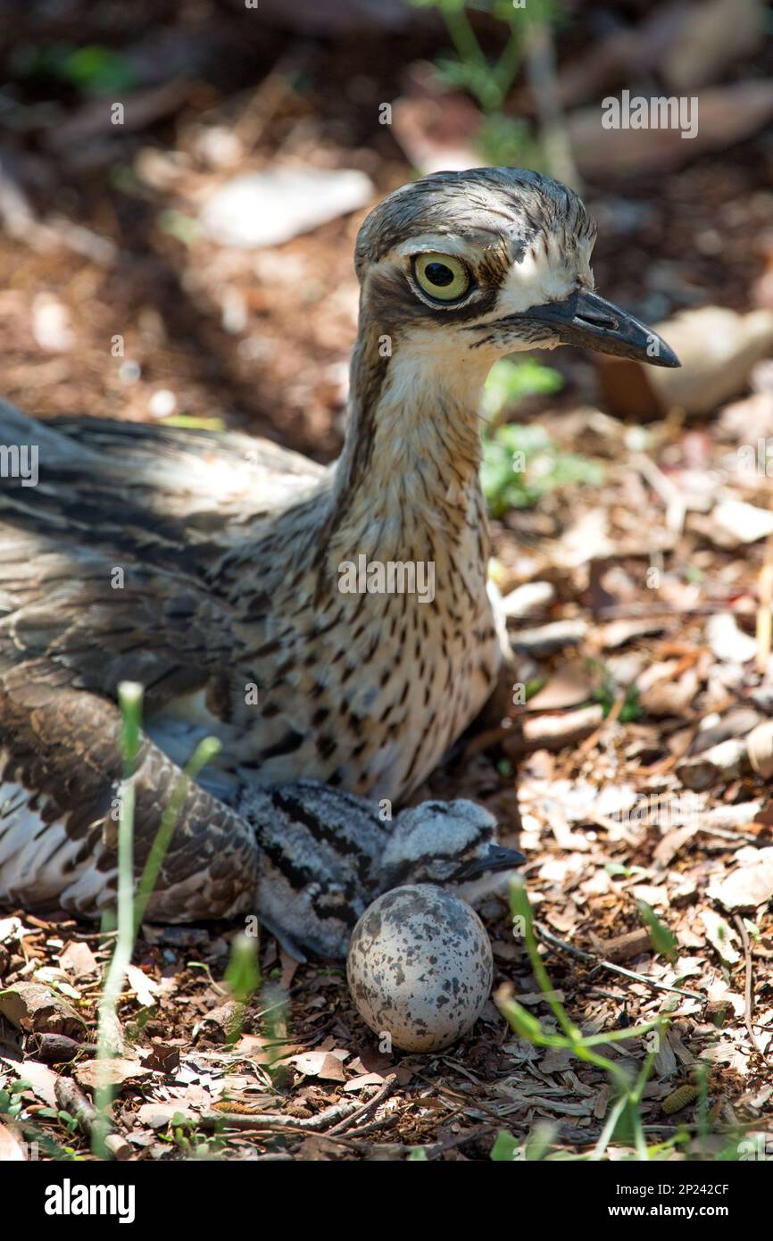 Buschstein-Curlew. Langbeinige braune Farbtöne, australischer Vogel Stockfoto