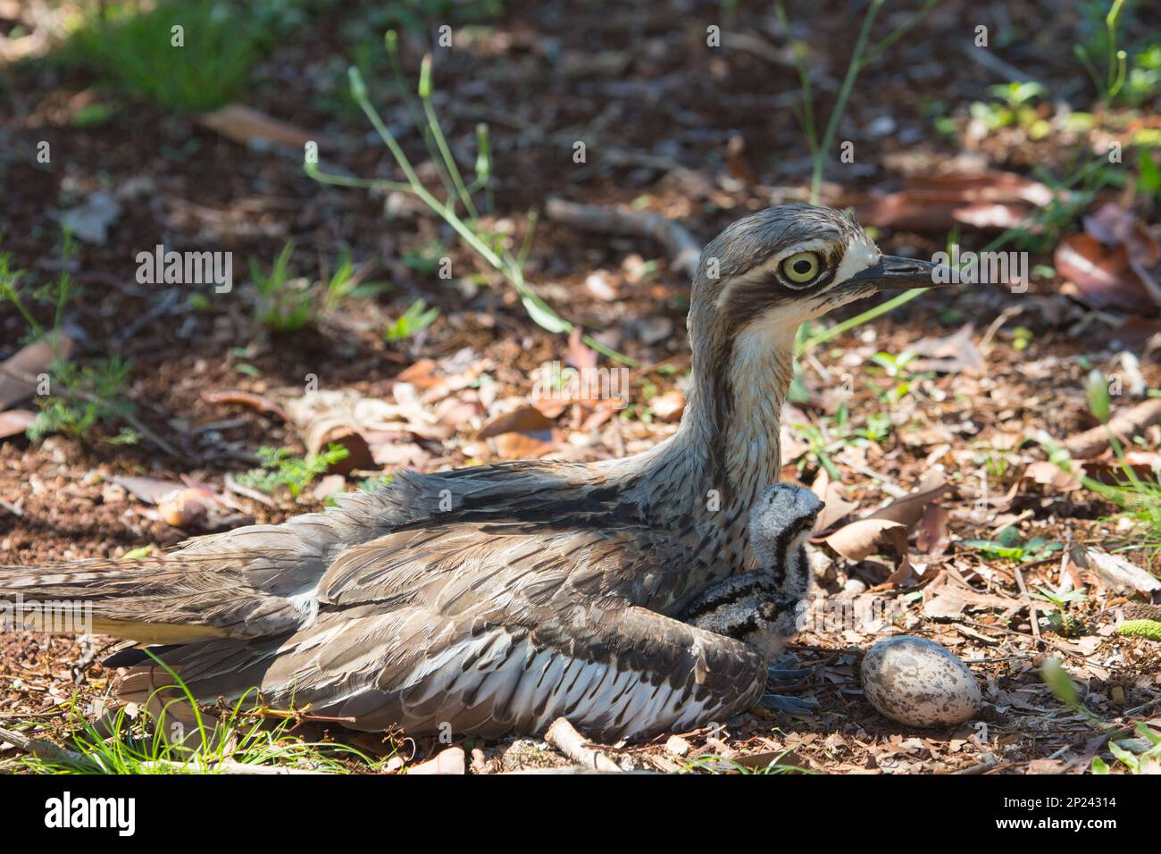 Buschstein-Curlew. Langbeinige braune Farbtöne, australischer Vogel Stockfoto