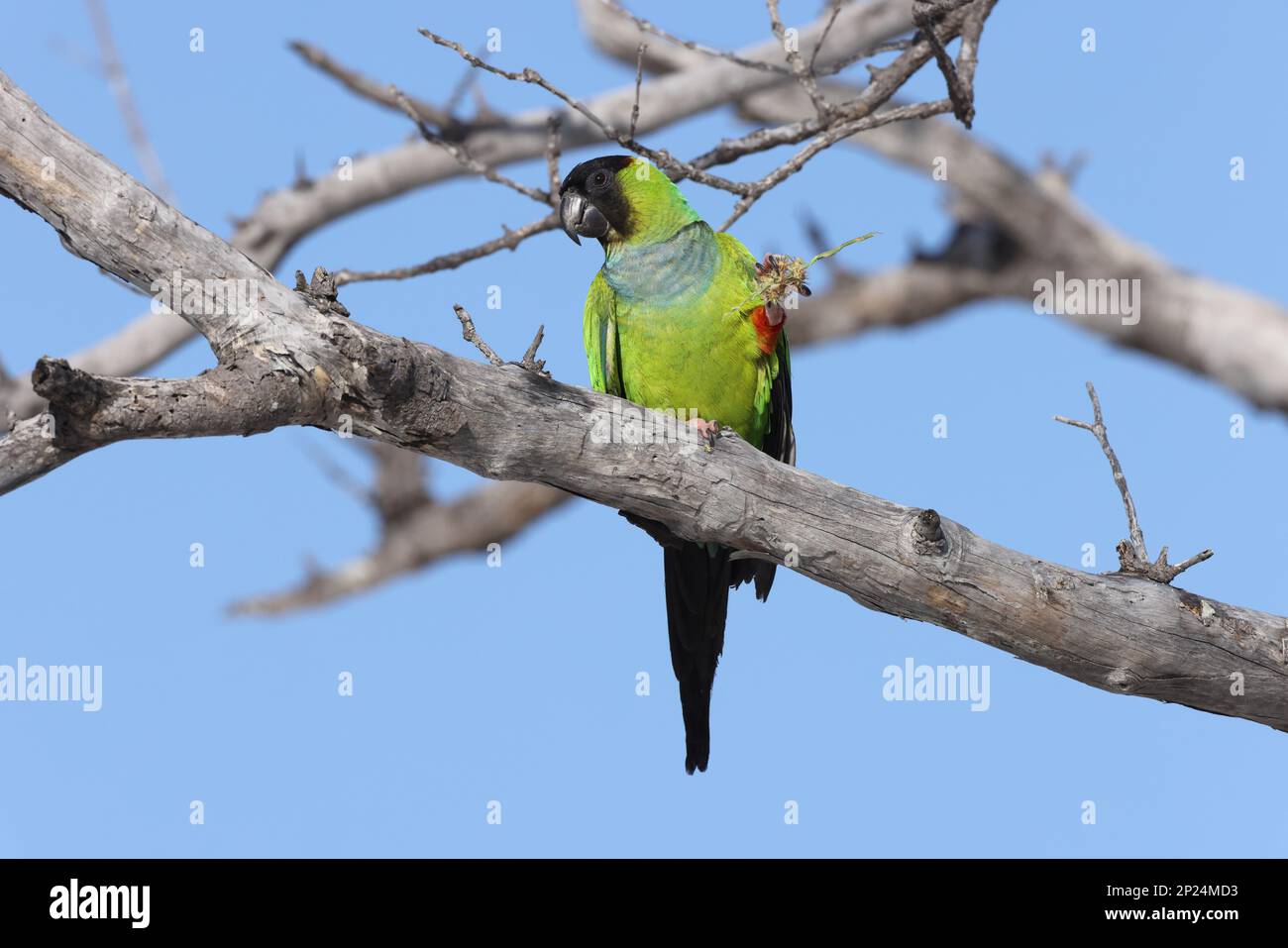 Black-Hooded Parakeet Fort De Soto Park Florida USA Stockfoto