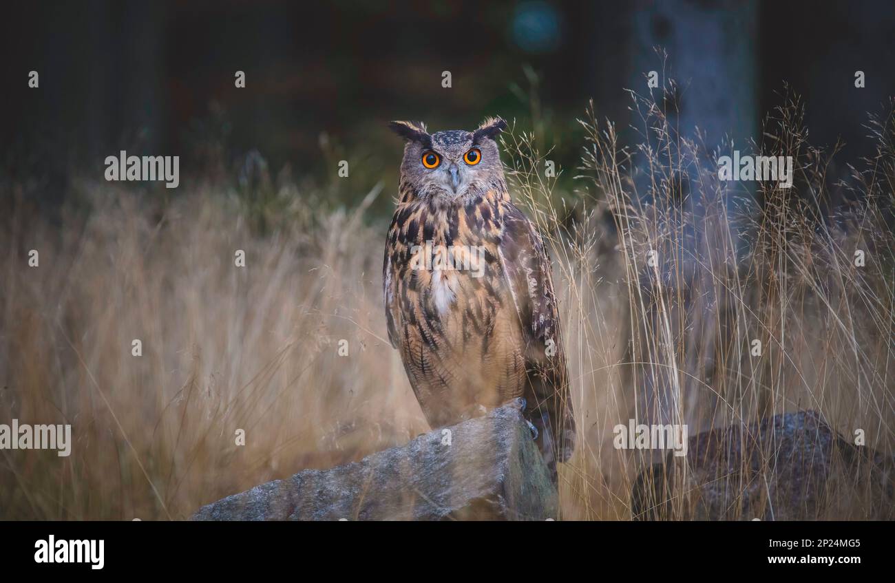 Eurasian Eagle Owl Bubo Bubo sitzt auf einem Baumstamm in einem dunklen Hintergrund, das beste Foto. Stockfoto