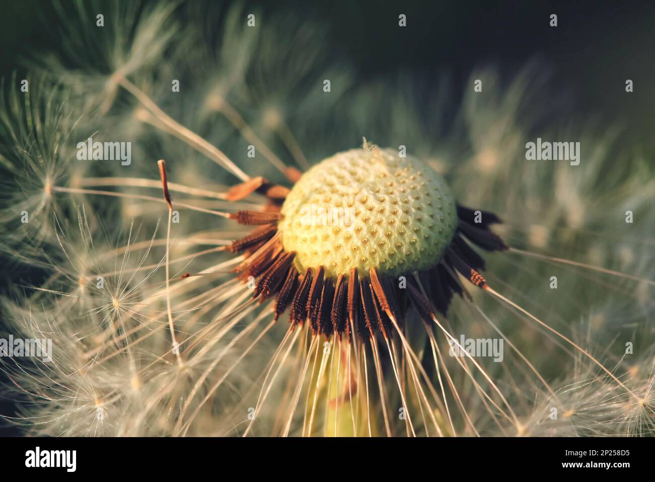 Nahaufnahme der farbigen Löwenzahnuhr Taraxacum nach Blüte im Herbst Stockfoto