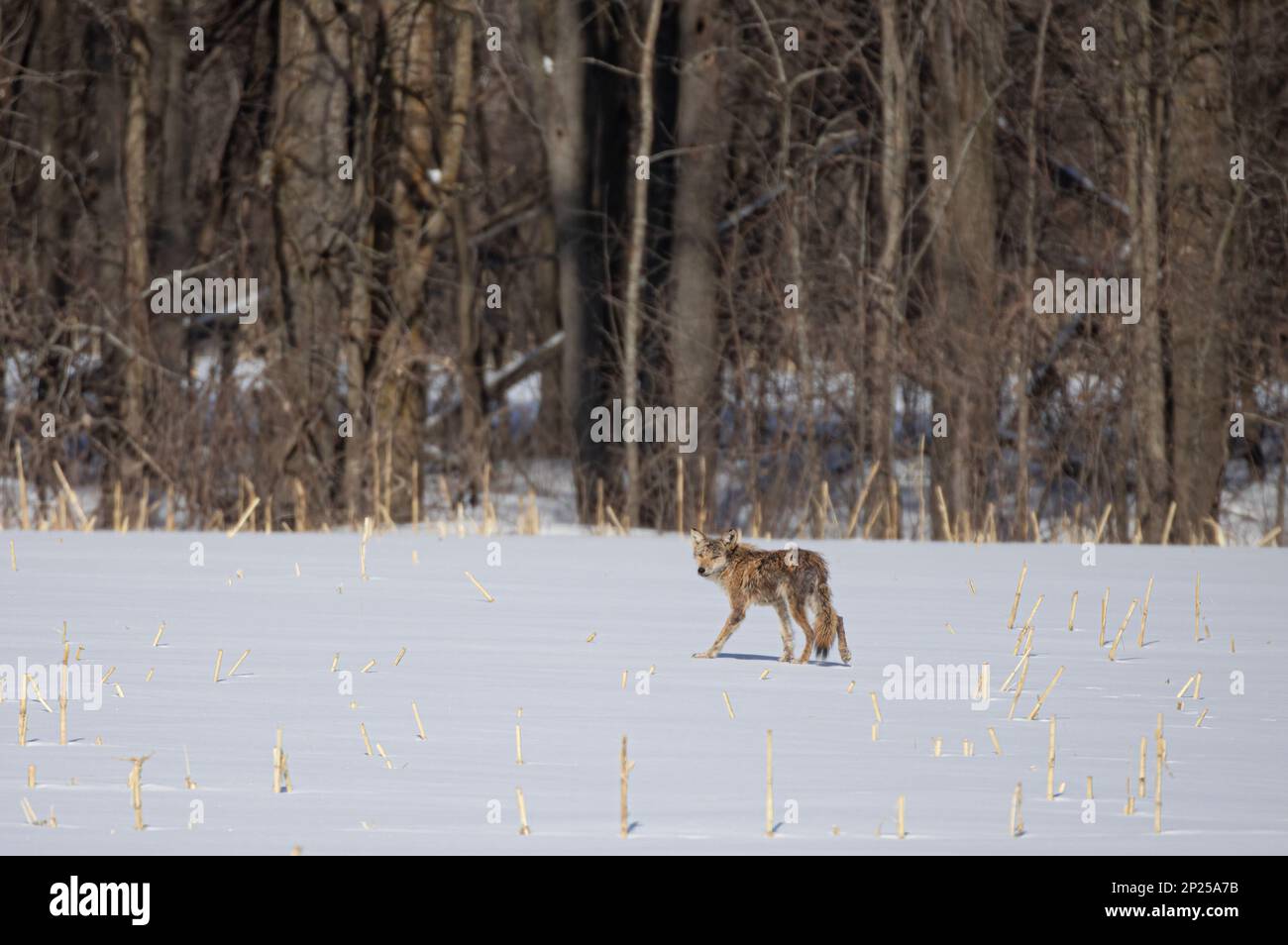 Ein dreckiger Kojote, der durch ein schneebedecktes Feld in Kanada spaziert und jagt Stockfoto