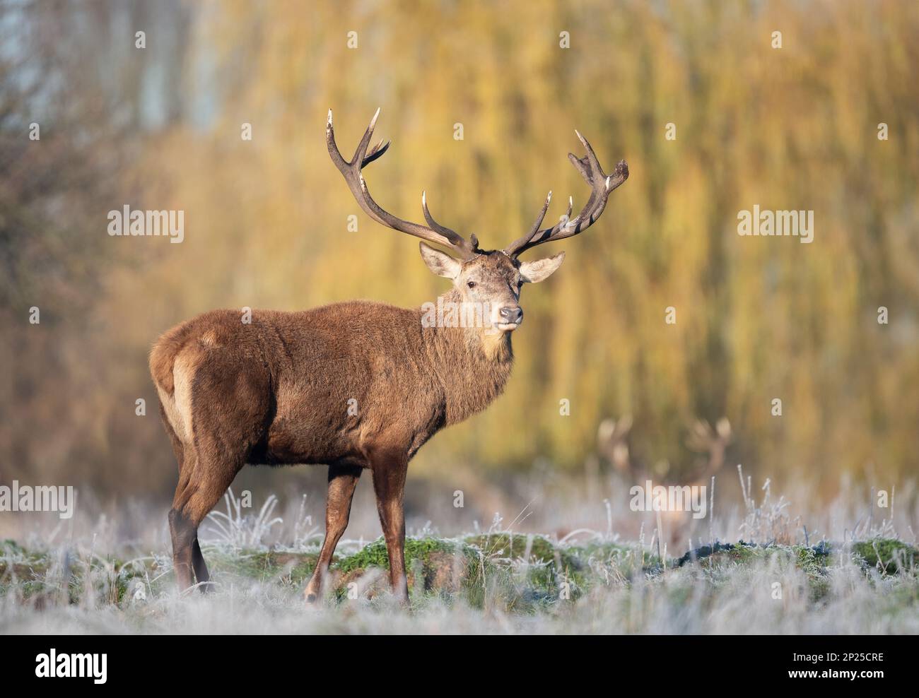 Nahaufnahme eines Rotwild-Hirsches im Winter an einem kalten Morgen, Großbritannien. Stockfoto