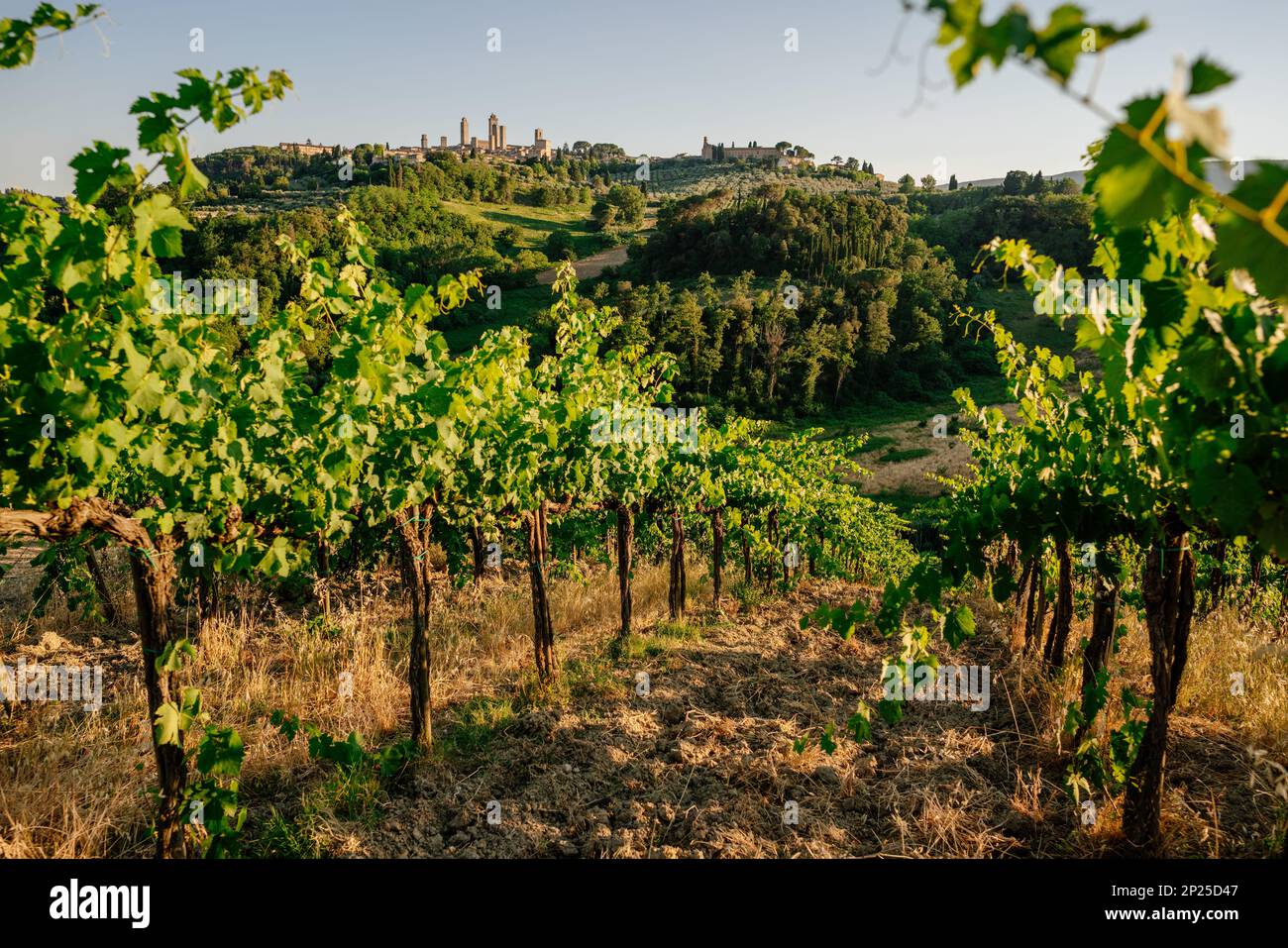 Schöner Sommertag auf den Weinbergen von San Gimignano in der Toskana Stockfoto