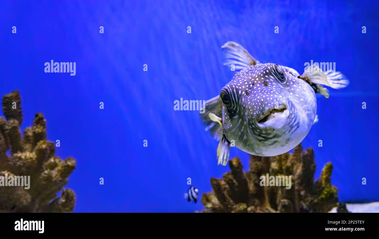 Schwarzer Stachelmakrele oder Kurzschwanzmakrele, Diodon liturosus im Aquarium. Tropische Fische im Hintergrund von Korallen im Ozeanariumpool Stockfoto