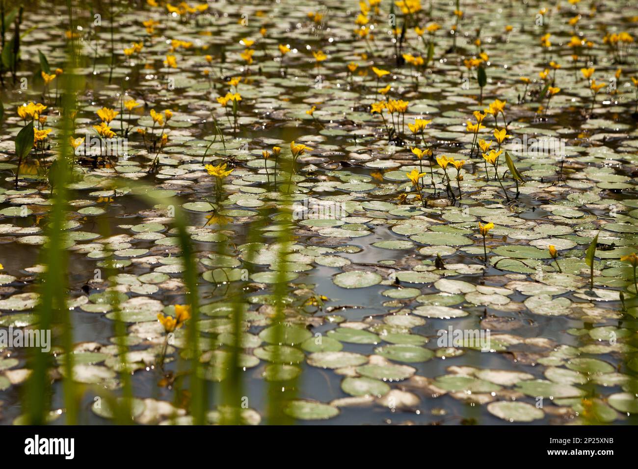 Aquatic gefranst Seerose auf einem Sumpf-Oberfläche. Schwimmende Blätter und gelbe Blüten in einem Teich. Depressive grünen Hintergrund Stockfoto