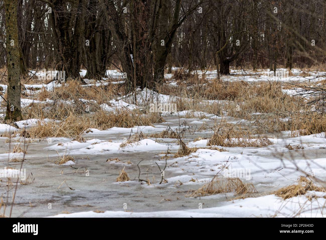 Überfluteter Winterwald in Wisconsin im Spätwinter Stockfoto