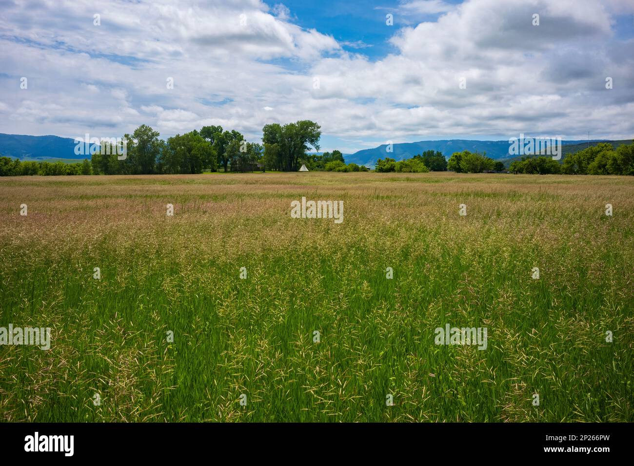 An einem Sommertag in Montana bläst das hohe Gras mit einem Tipi am Horizont in der Brise. Stockfoto
