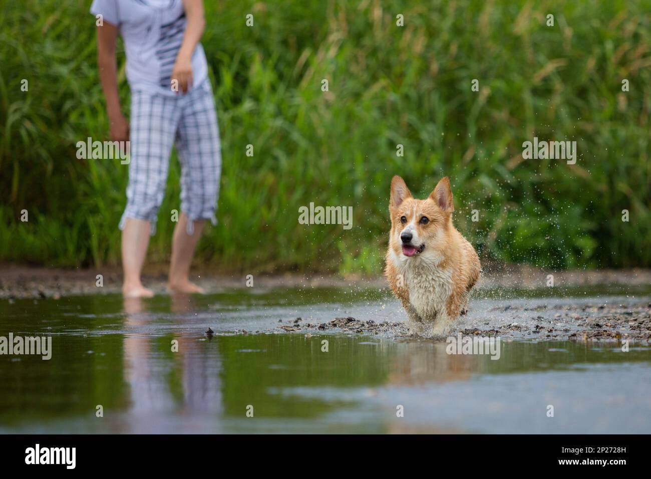 Corgi-Hund, der auf Wasser im Fluss läuft, ein Fangstock. Sommer Stockfoto