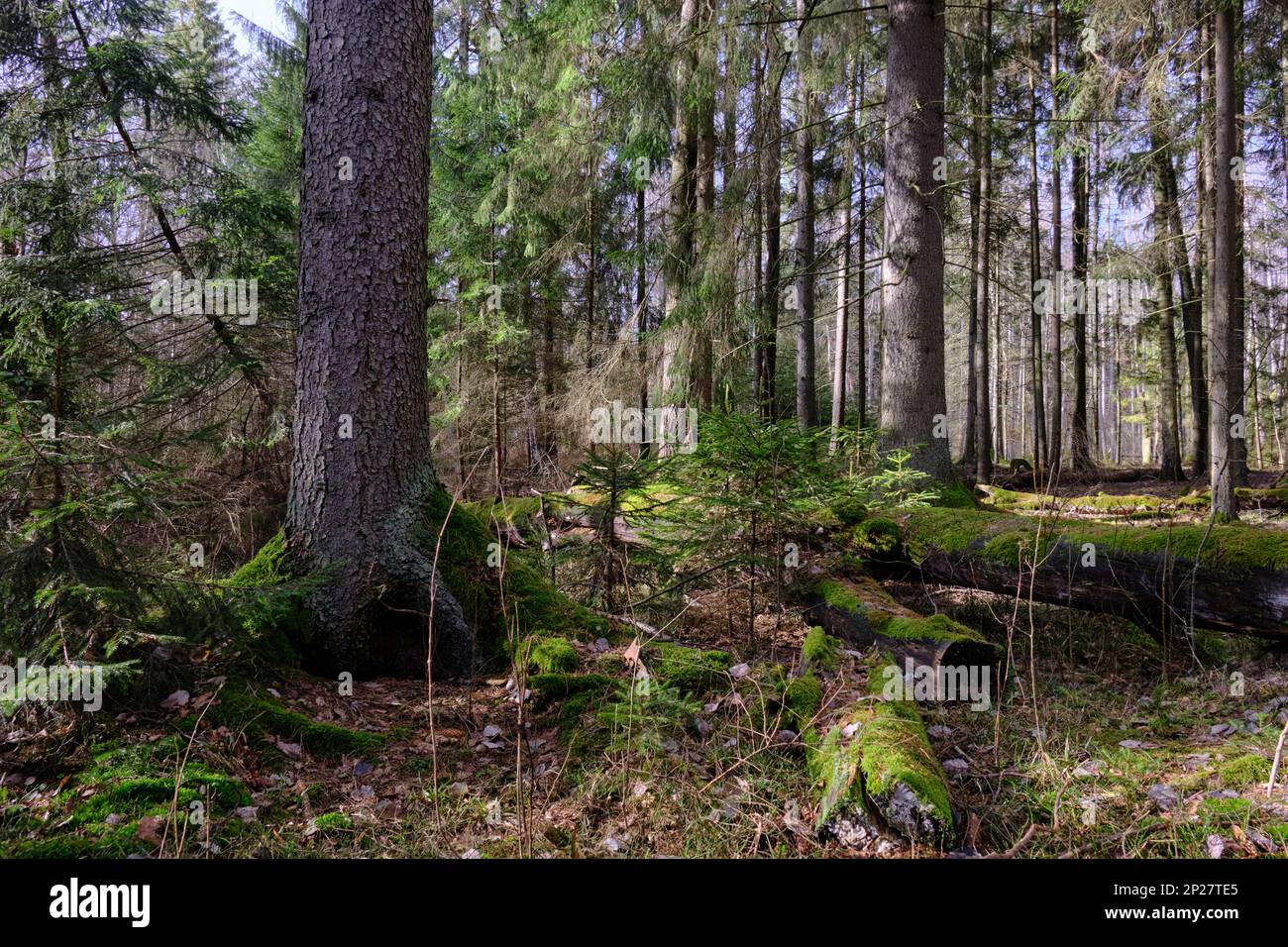 Nadelstand mit Fichte im Vordergrund, einige zerbrochene liegen im Winter daneben, Bialowieza-Wald, Polen, Europa Stockfoto