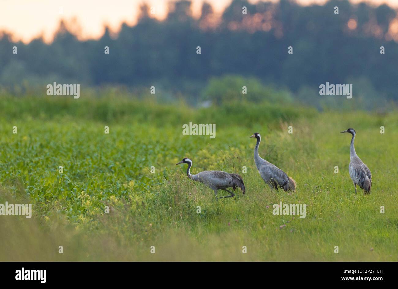 Three Cranes (Grus grus) im Sommerfeld, Woiwodschaft Podlaskie, Polen, Europa Stockfoto