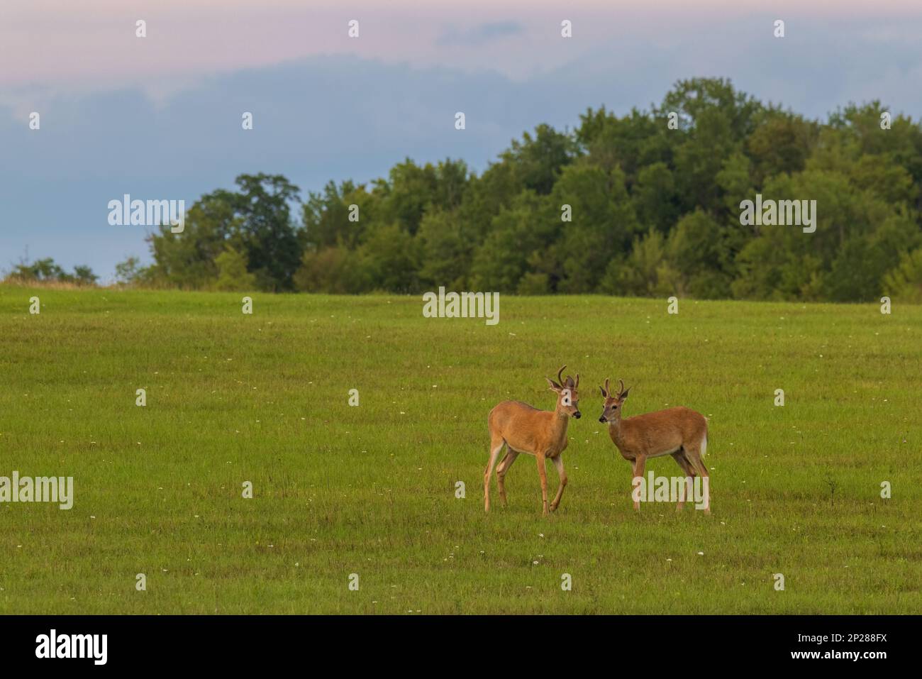 Junge Weißschwanzböcke in einem Gebiet im Norden von Wisconsin. Stockfoto