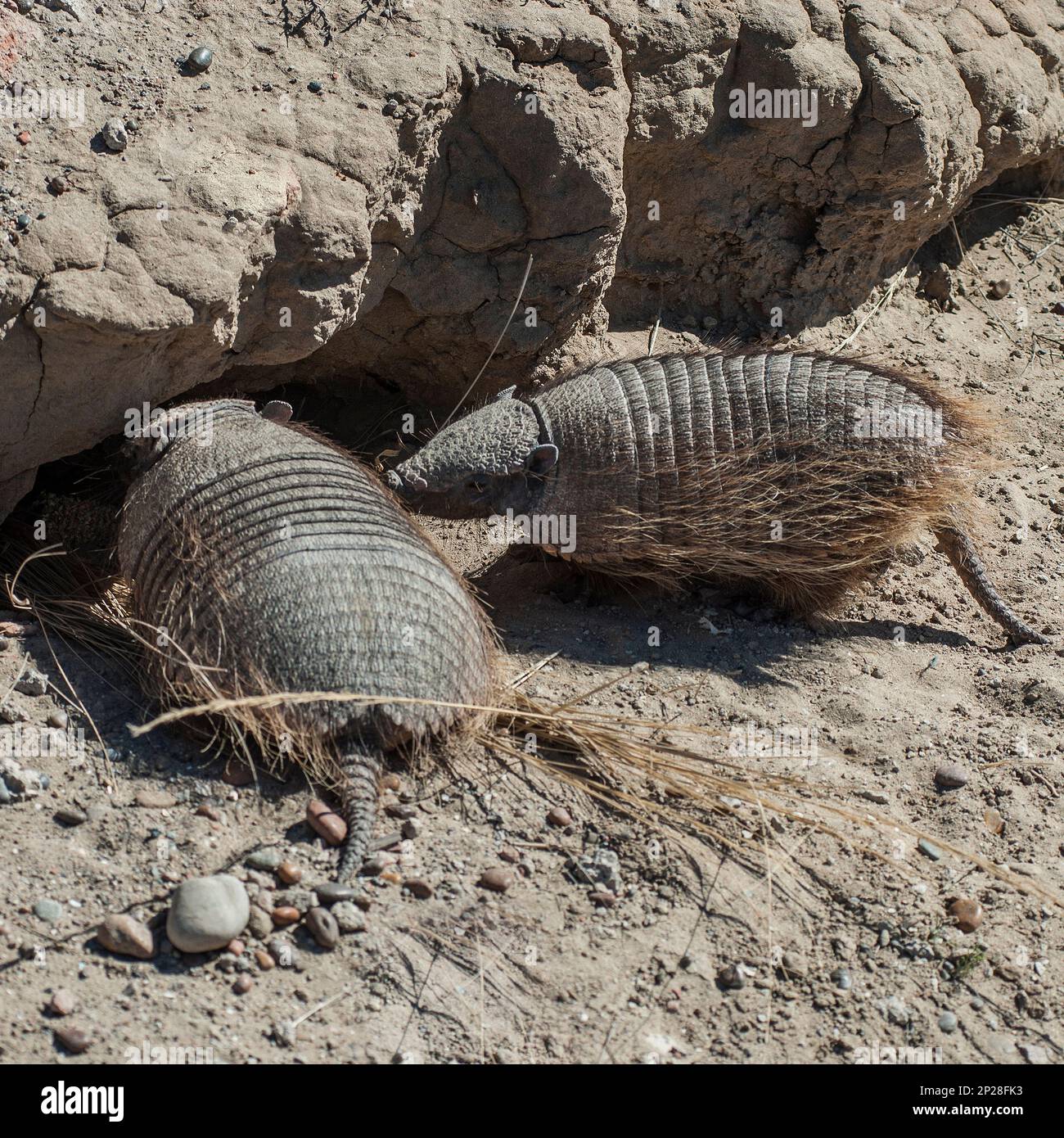Gürteltier in der Wüste, Patagonien, Argentinien Stockfoto