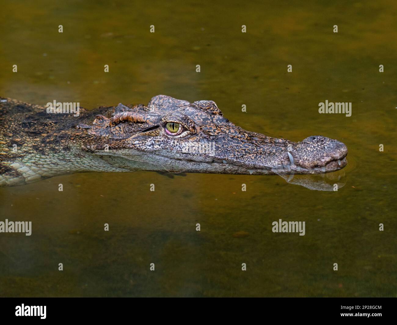 Siamesische Krokodil Crocodylus siamensis Stockfoto