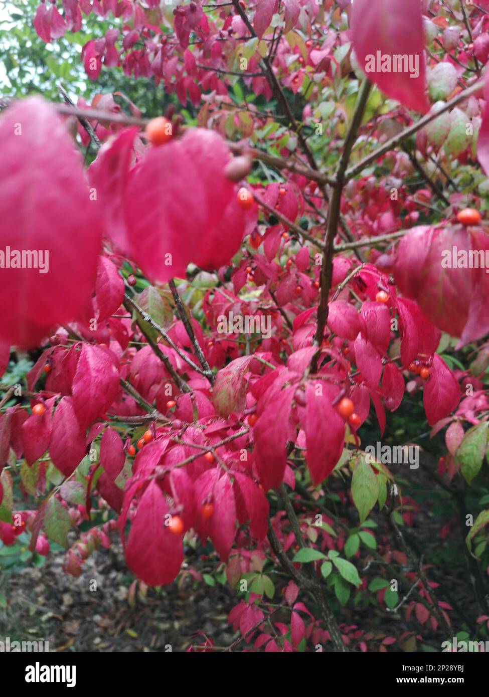 Detail eines Strauchs mit leuchtend rosa Blättern und orangefarbenen Beeren. Stockfoto