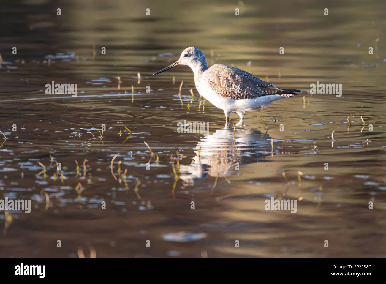 Der Vogel Des Lower Salt River Stockfoto
