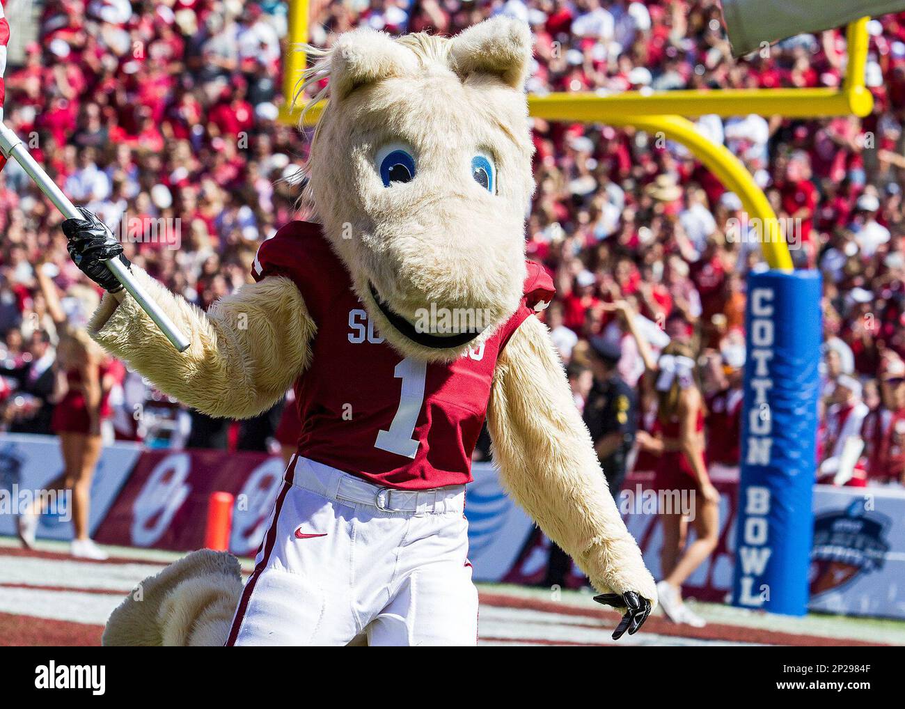 10 October 2015: Oklahoma Sooners mascot during the Oklahoma Sooners versus the Texas Longhorns in the Red River Rivalry at the Cotton Bowl in Dallas, TX. (Icon Sportswire via AP Images) Stockfoto