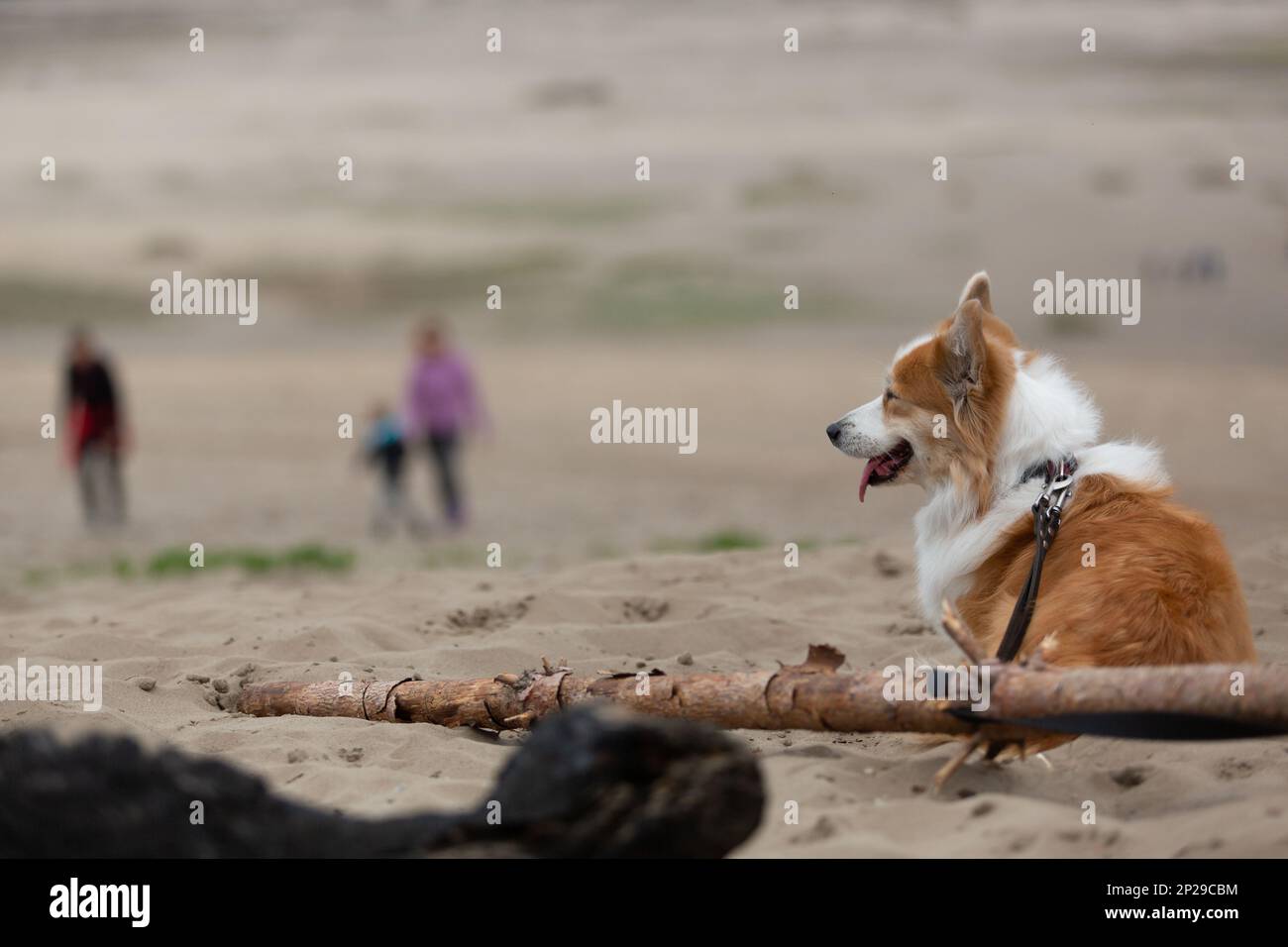 Der Hund wartet an der Leine für die Besitzer, bis sie Summer zurückbringen Stockfoto