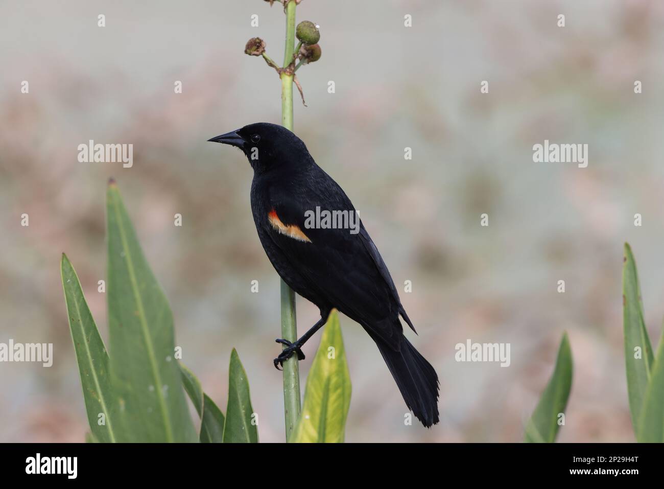 Redwinged Blackbird Orlando Wetlands Park, Florida, USA Stockfoto