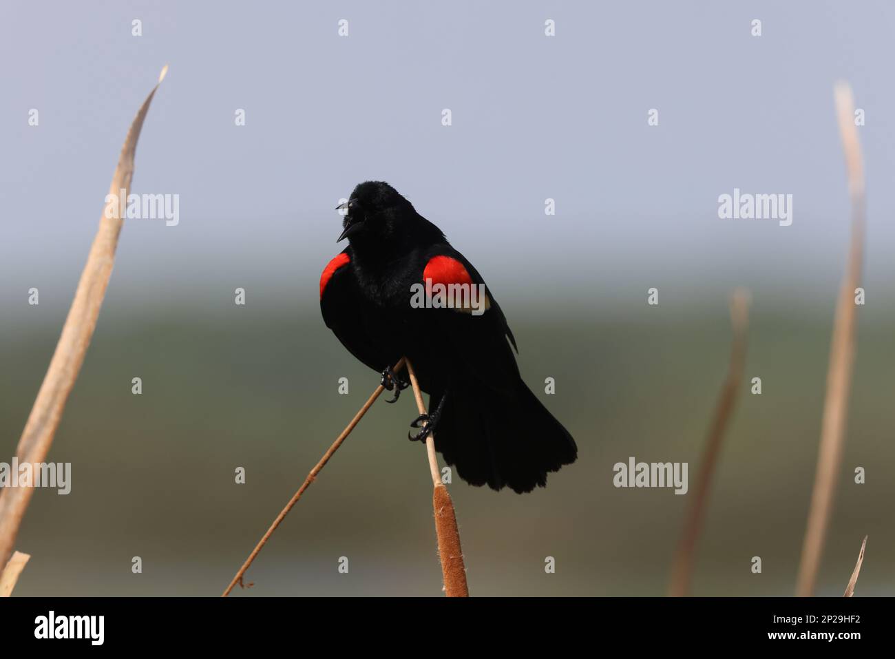 Redwinged Blackbird Orlando Wetlands Park, Florida, USA Stockfoto