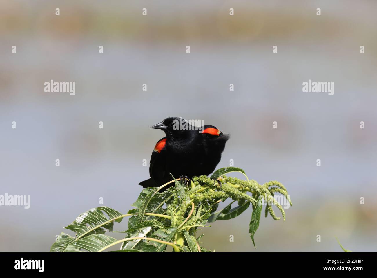 Redwinged Blackbird Orlando Wetlands Park, Florida, USA Stockfoto