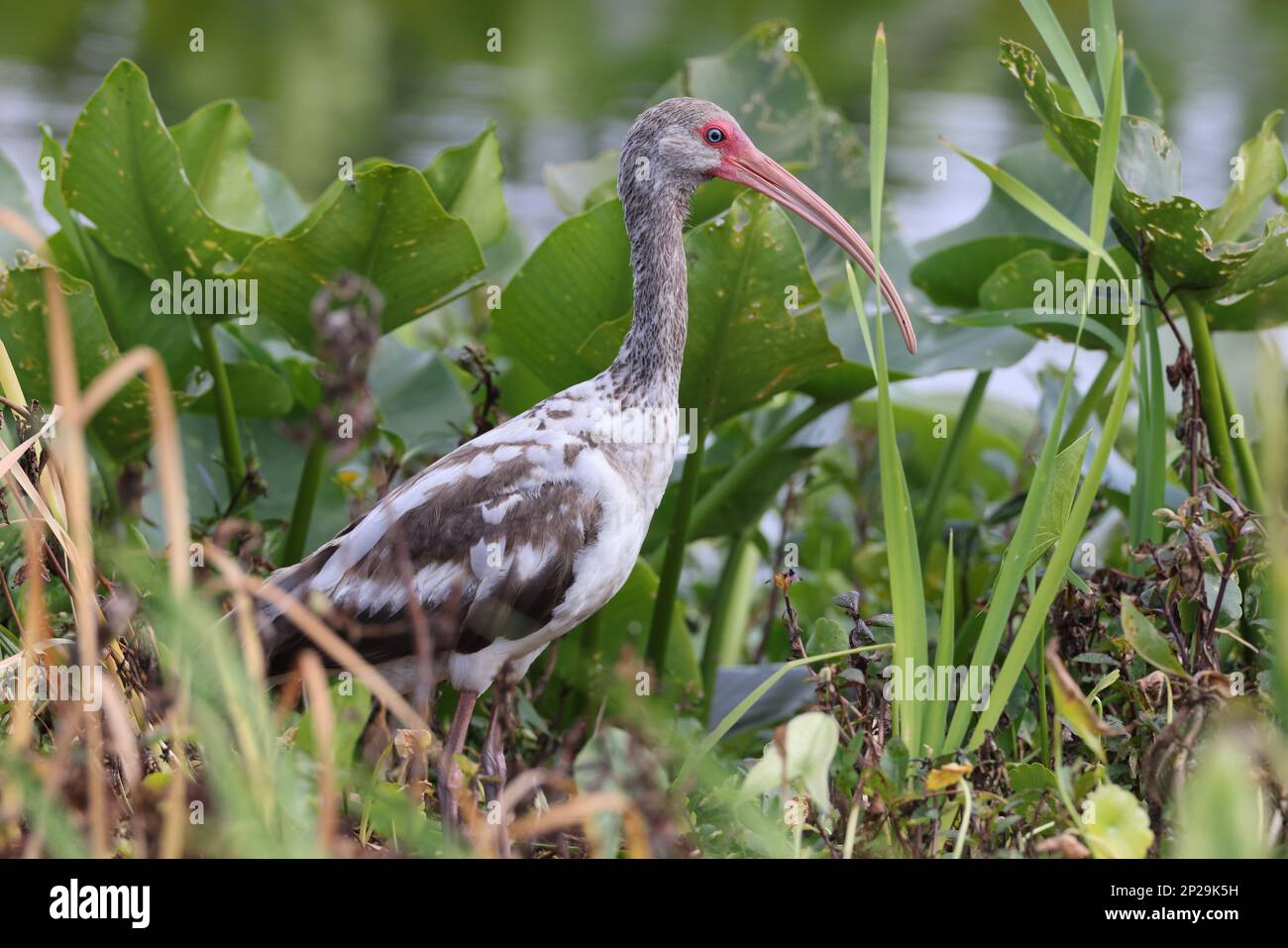 Weißes Ibis Orlando Wetlands Park Florida, USA Stockfoto