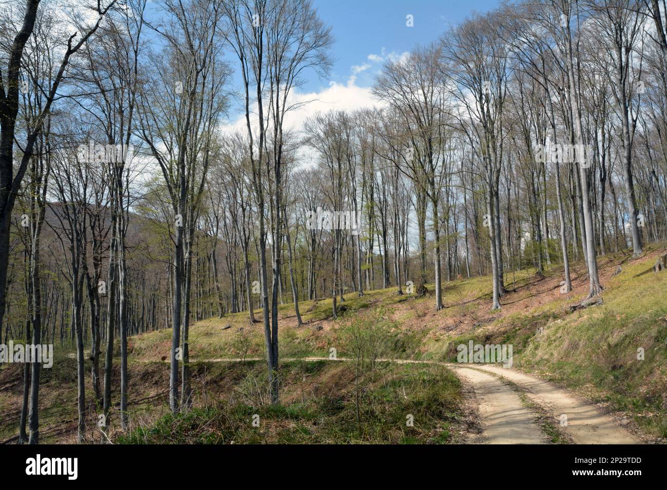 Der Wald in der Nähe des Dorfes Rosovets in Sarnena Sredna Gora. Wanderweg zur Bratan-Hütte an einem sonnigen Tag im Frühling. Stockfoto