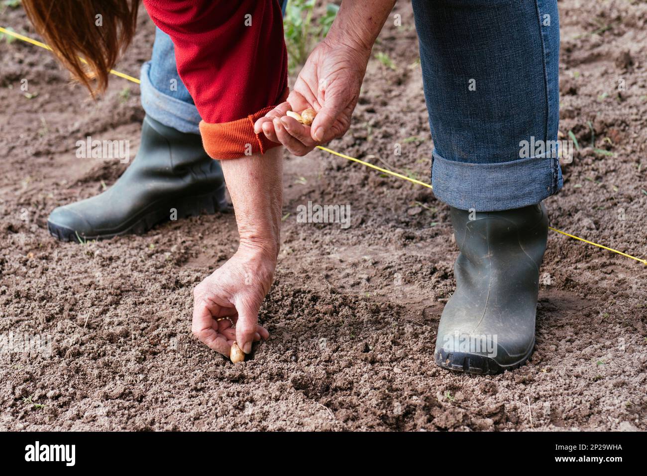 Eine Frau pflanzt Zwiebelsets Stockfoto