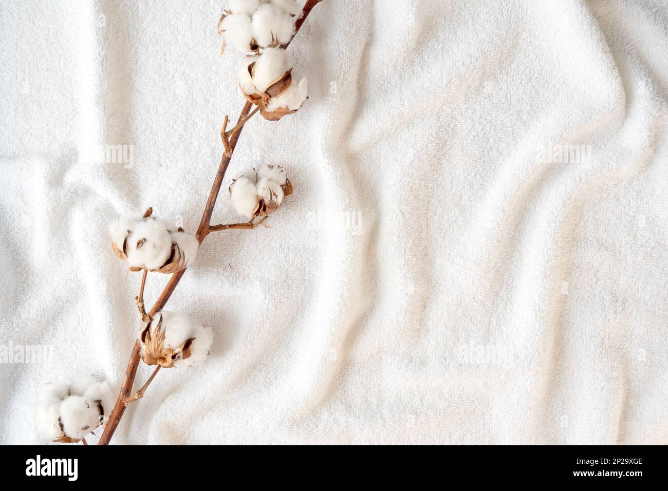 Getrockneter Baumwollzweig mit Blumen auf einem weichen, weißen, eleganten Handtuch, Platz für Text Stockfoto