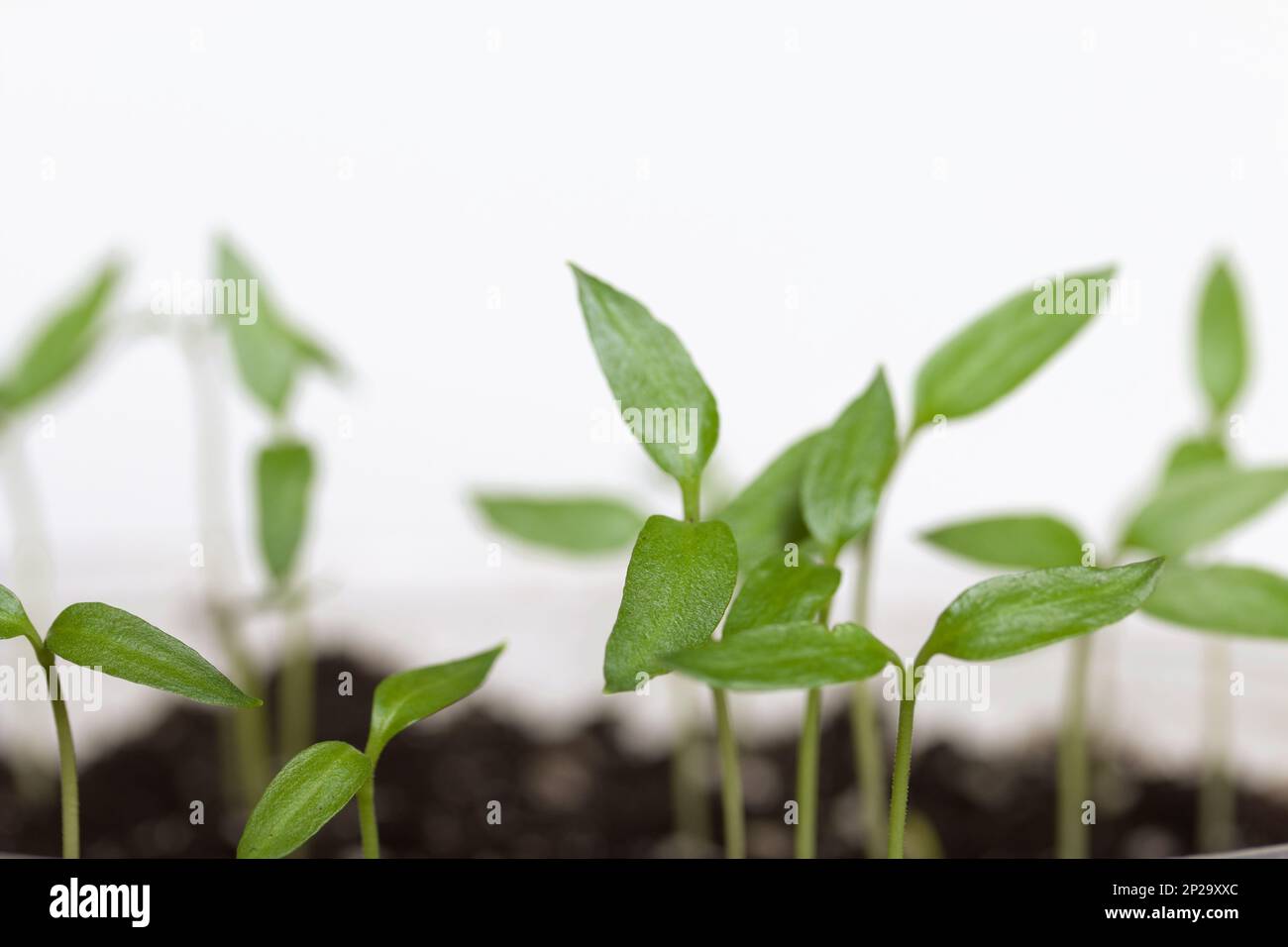 Grüne Sprossen. Anbau von Setzlingen in Kunststoffbehältern. Auf weißem Hintergrund. Nahaufnahme. Stockfoto