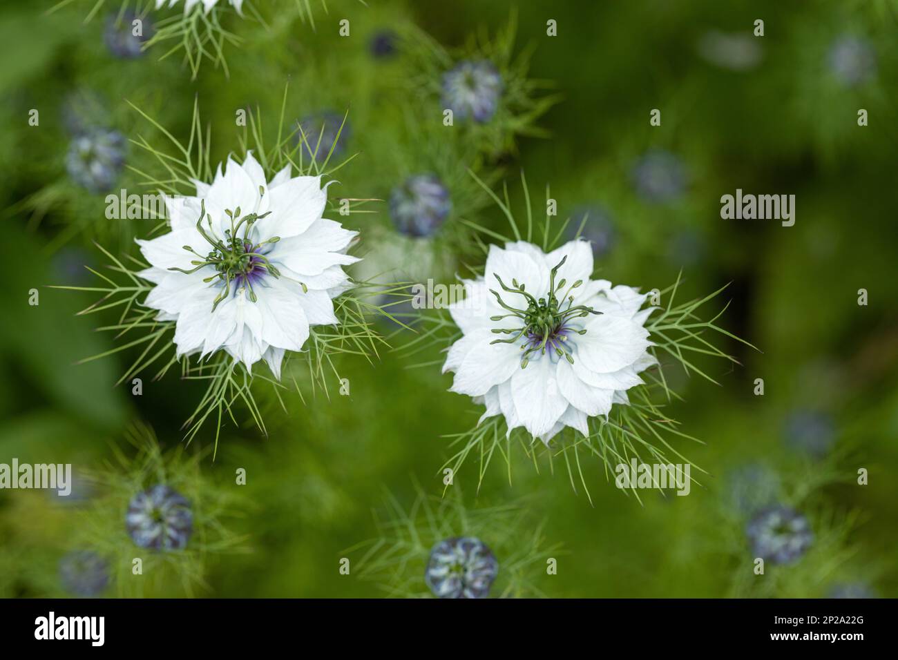 Nahaufnahme von Nigella damascena / |Blau- und Weißblumen in einem englischen Landhausgarten im Juni, England, Großbritannien Stockfoto