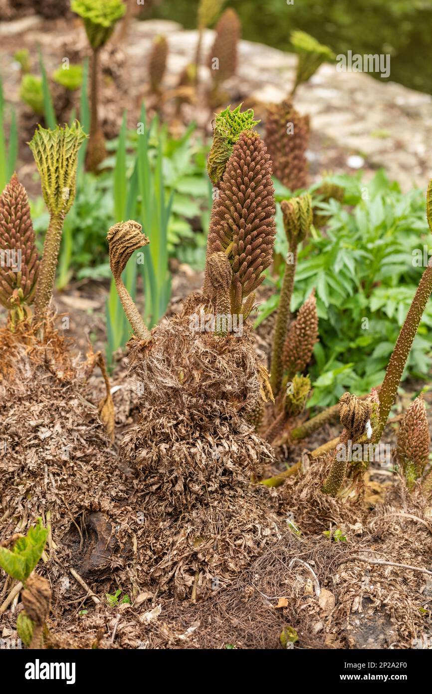 Nahaufnahme des Samenkopfs und der jungen Blätter von Gunnera manicata, die in der Nähe eines Teiches gepflanzt wurden und im April in England auftauchen Stockfoto