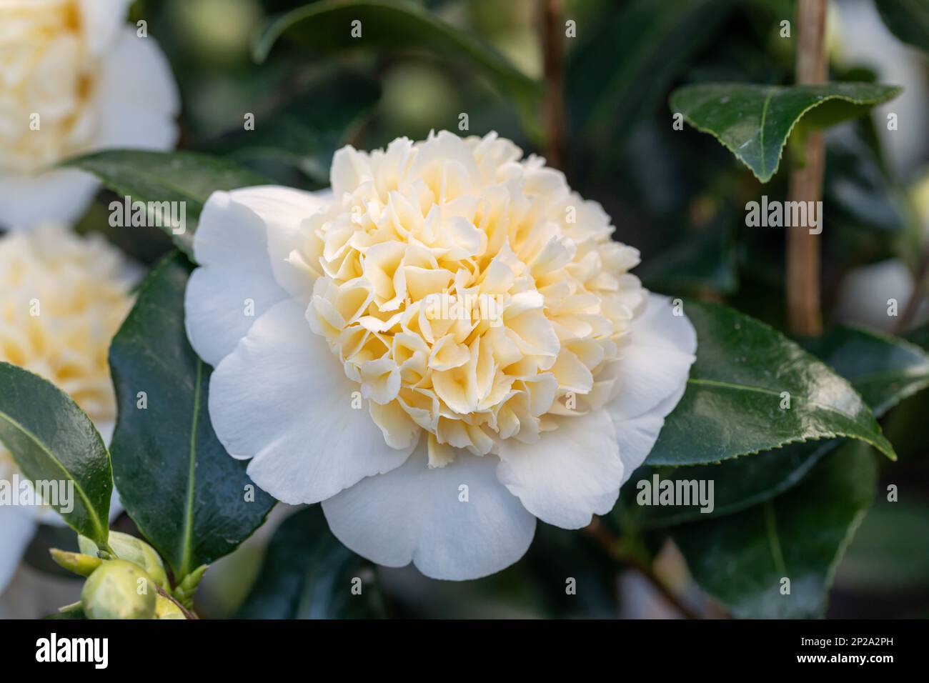 Nahaufnahme einer wunderschönen Camellia japonica Brushfields Gelbe Blüte. Ein im Frühling blühender immergrüner Strauch. England, Großbritannien Stockfoto