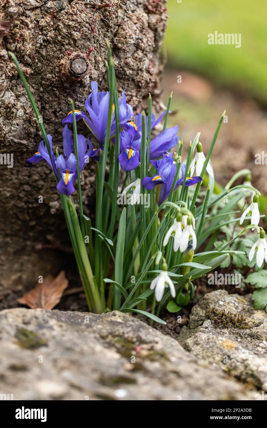 Nahaufnahme von Iris reticulata (Zwergirnen) und Schneeglöckchen (Galanthus), die im Februar/März gegen einen Baum blühen. England, Vereinigtes Königreich Stockfoto