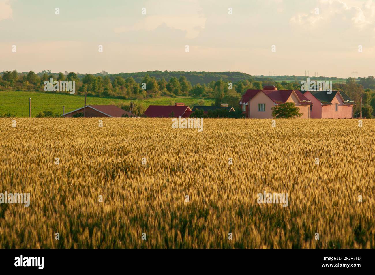 Ein Weizenfeld im August, reife Körner in den Strahlen der Abendsonne. Bauernhaus in der Nähe des Feldes, ländliche Landschaft. Ukrainische Landschaft Stockfoto