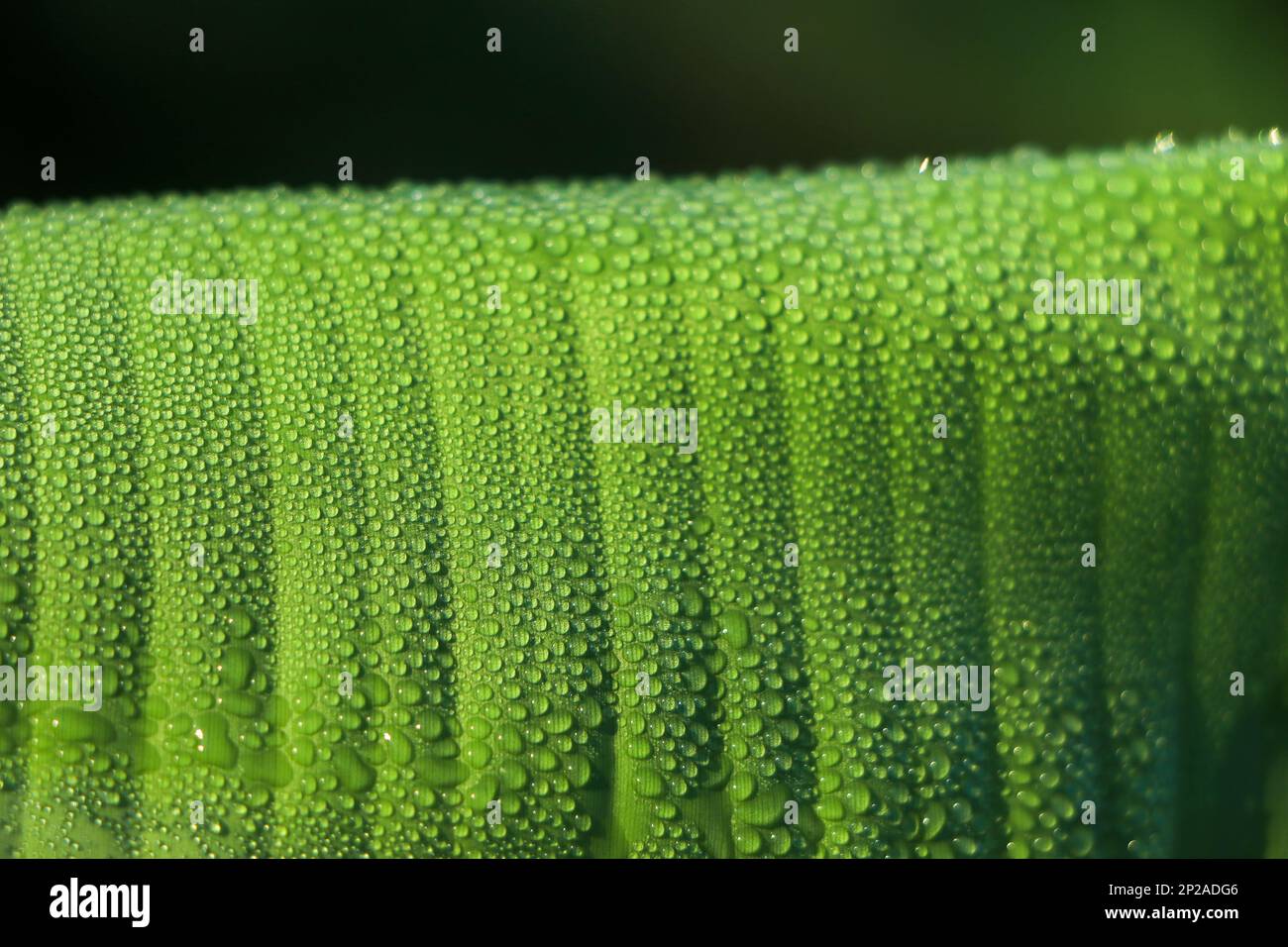 Wunderschönes grünes Bananenblatt mit Wassertropfen Stockfoto