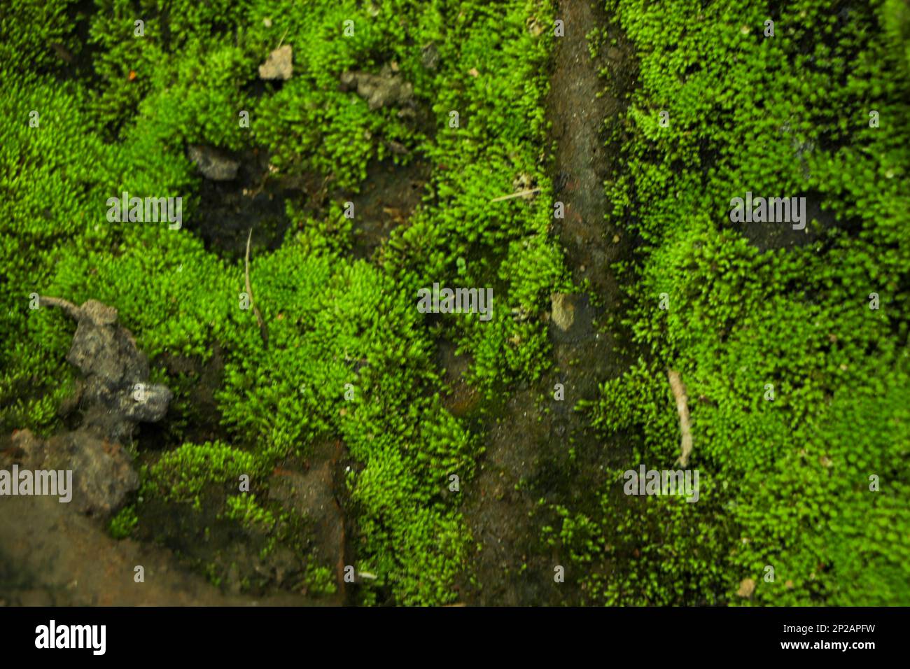 Wunderschönes, leuchtend grünes Moos, das erwachsen wurde, bedeckt die rauen Steine und auf dem Boden im Wald. Mit Makroansicht anzeigen. Stockfoto