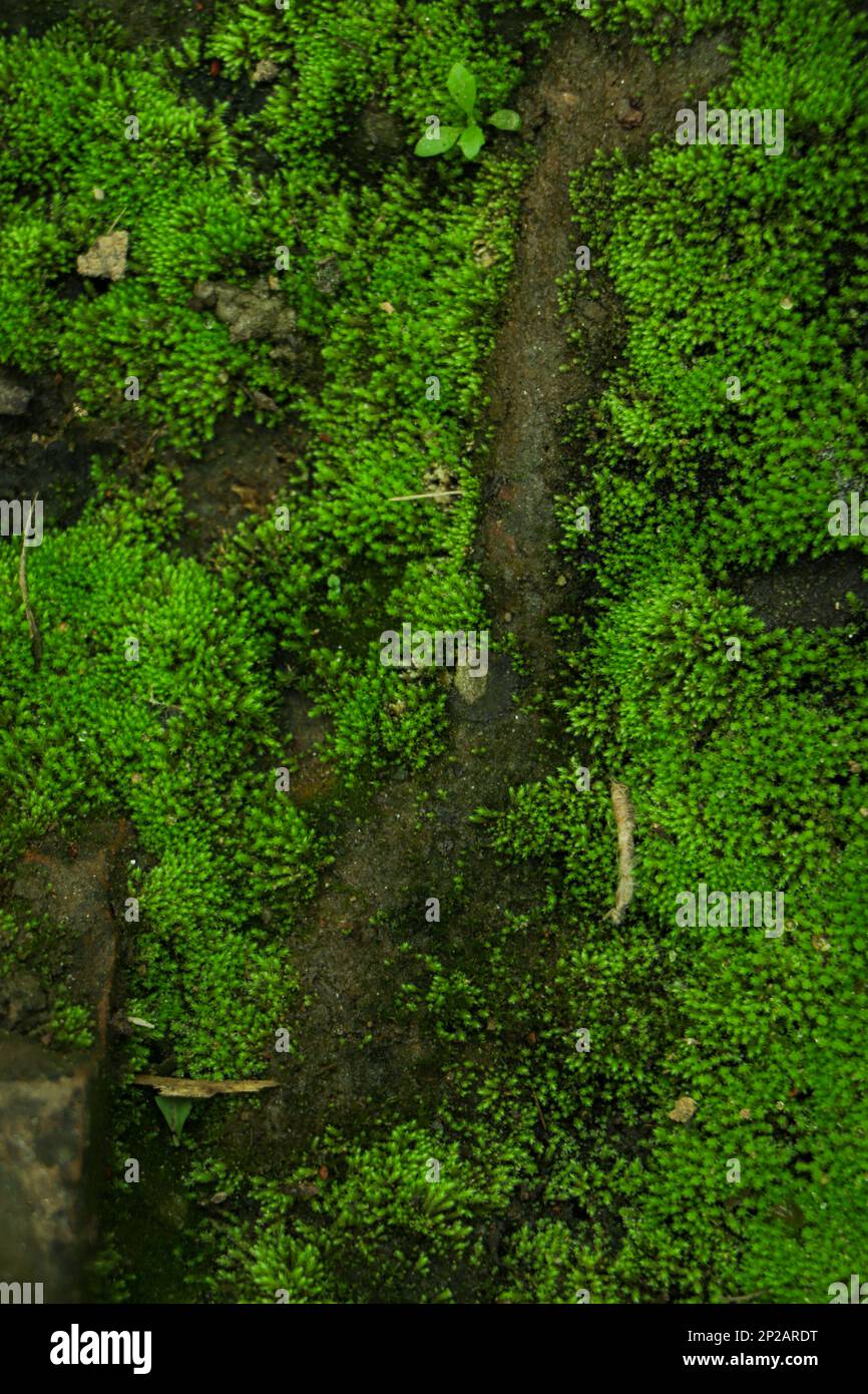 Grüner Moos-Texturhintergrund von oben Stockfoto