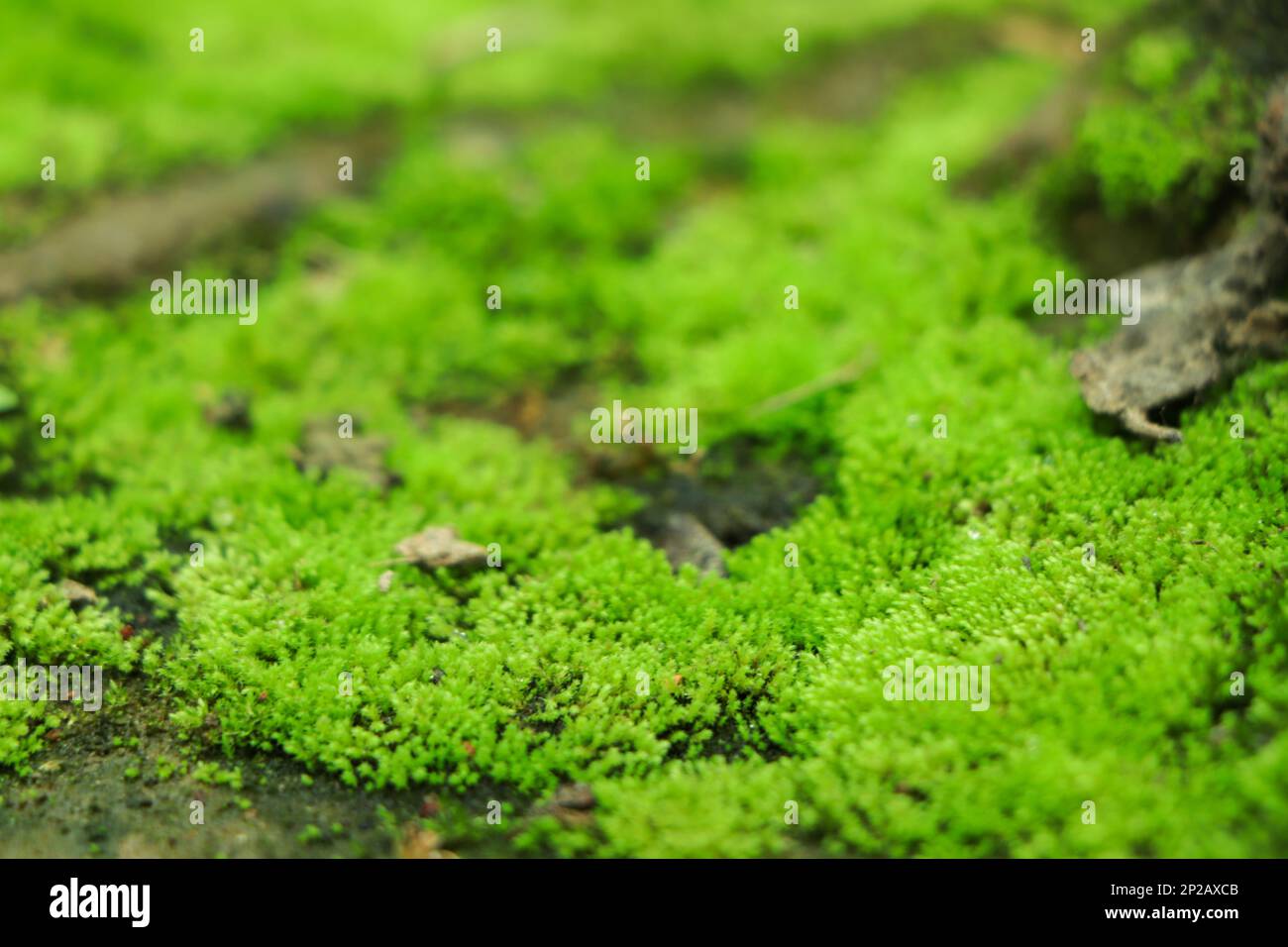 Schönen grünen Moos auf den Boden, Moos, closeup Makro. Schönen Hintergrund von Moss für Tapeten. Stockfoto