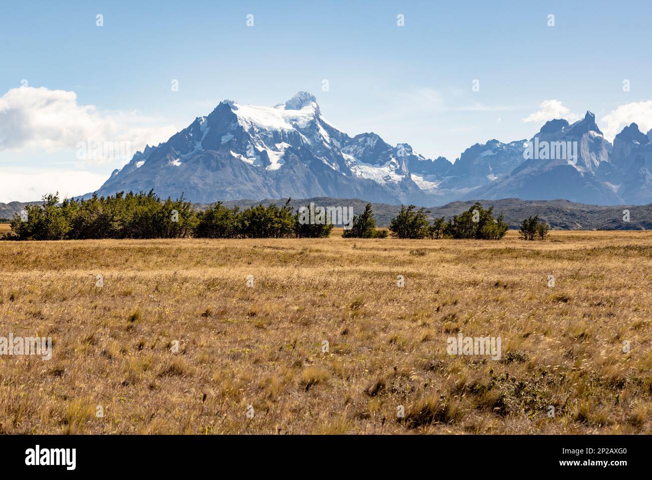 Golden Pampas und schneebedeckte Berge im Torres del Paine Nationalpark in Chile, Patagonien, Südamerika Stockfoto