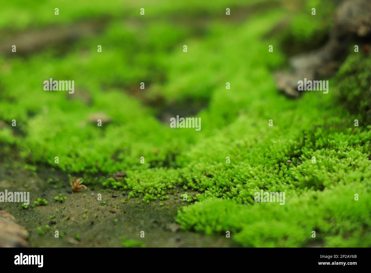 Moos-Textur. Moos-Hintergrund. Grünes Moos auf Grunge Textur, wunderschön in der Natur Stockfoto
