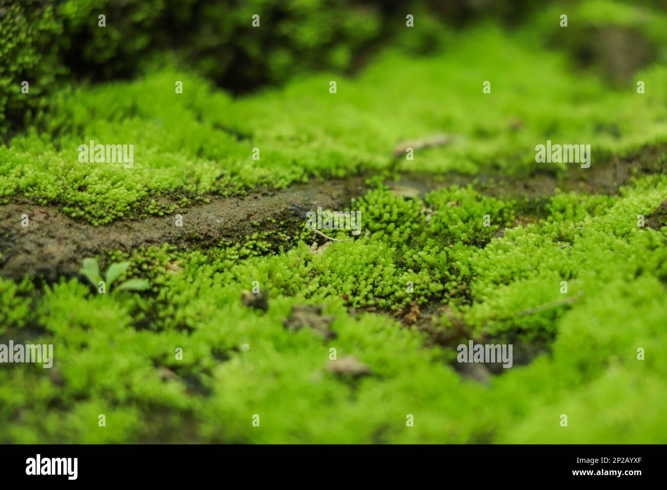 Schöne leuchtend grüne Moos aufgewachsen bedecken die rauen Steine und auf dem Boden im Wald. Mit Makroansicht anzeigen. Felsen voll von der Moosstruktur in na Stockfoto