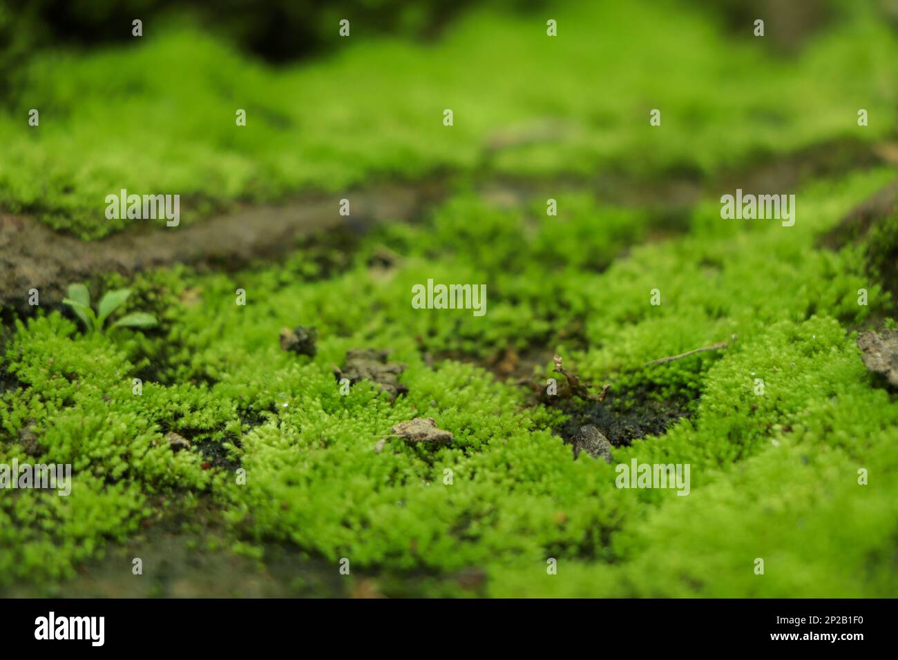 Natürliches Moos in der Natur. Grüne Moos-Hintergrundtextur. Stockfoto
