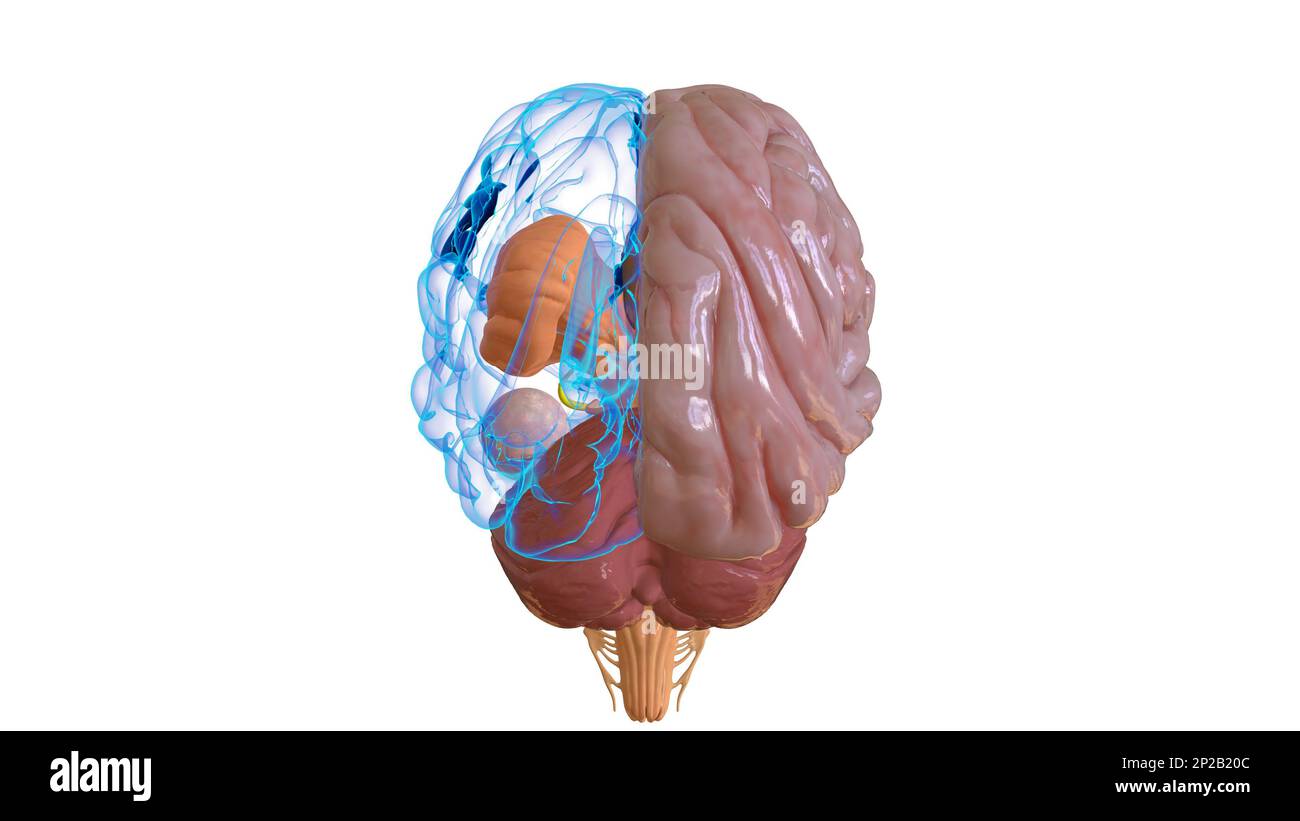 Menschliche Hirnanatomie für die medizinische Konzeptdarstellung 3D Stockfoto