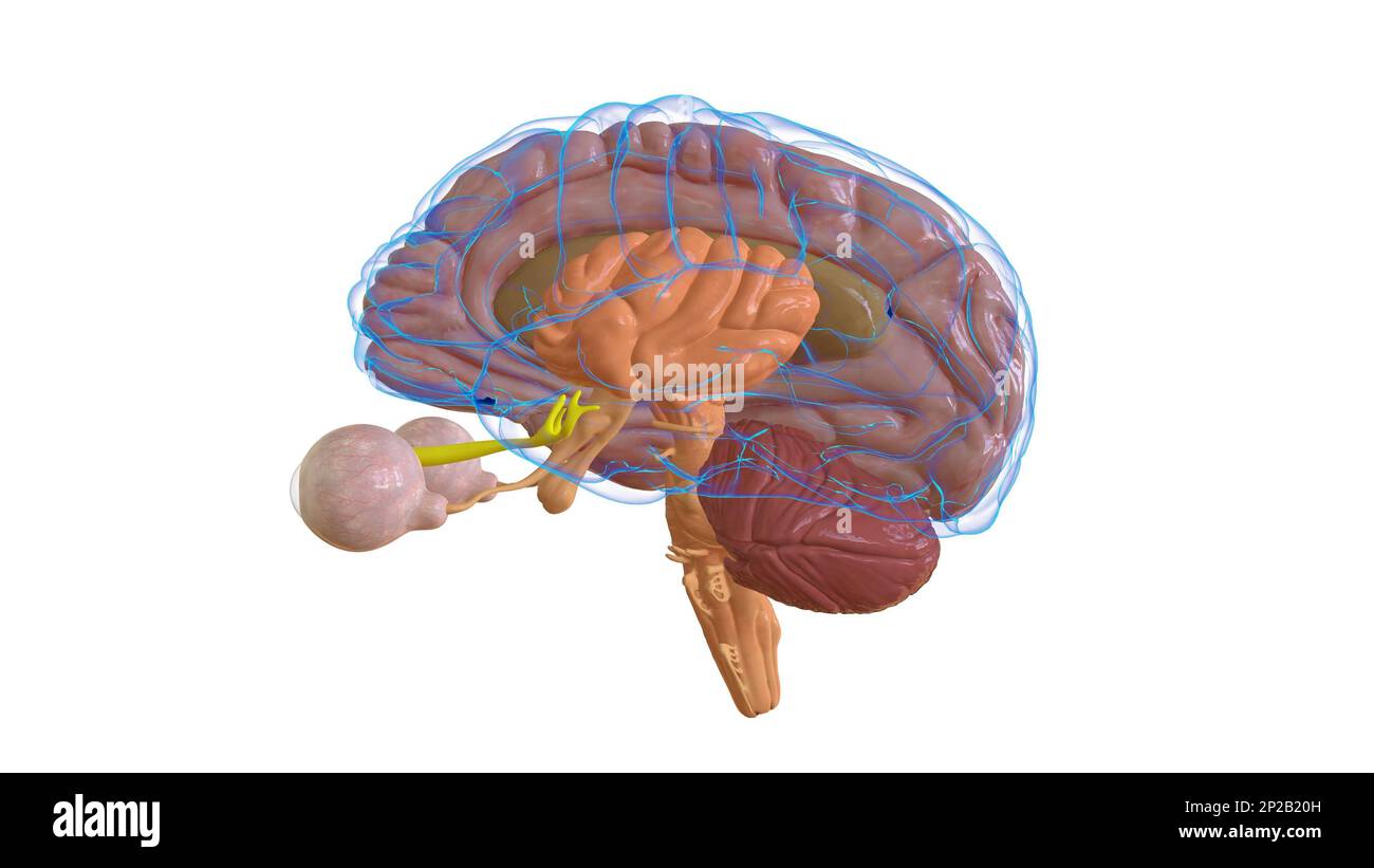 Menschliche Hirnanatomie für die medizinische Konzeptdarstellung 3D Stockfoto