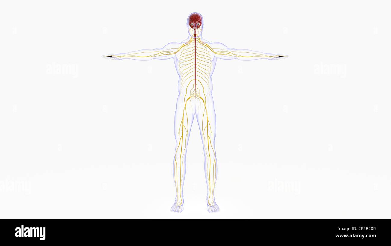 Menschliche Hirnanatomie für die medizinische Konzeptdarstellung 3D Stockfoto