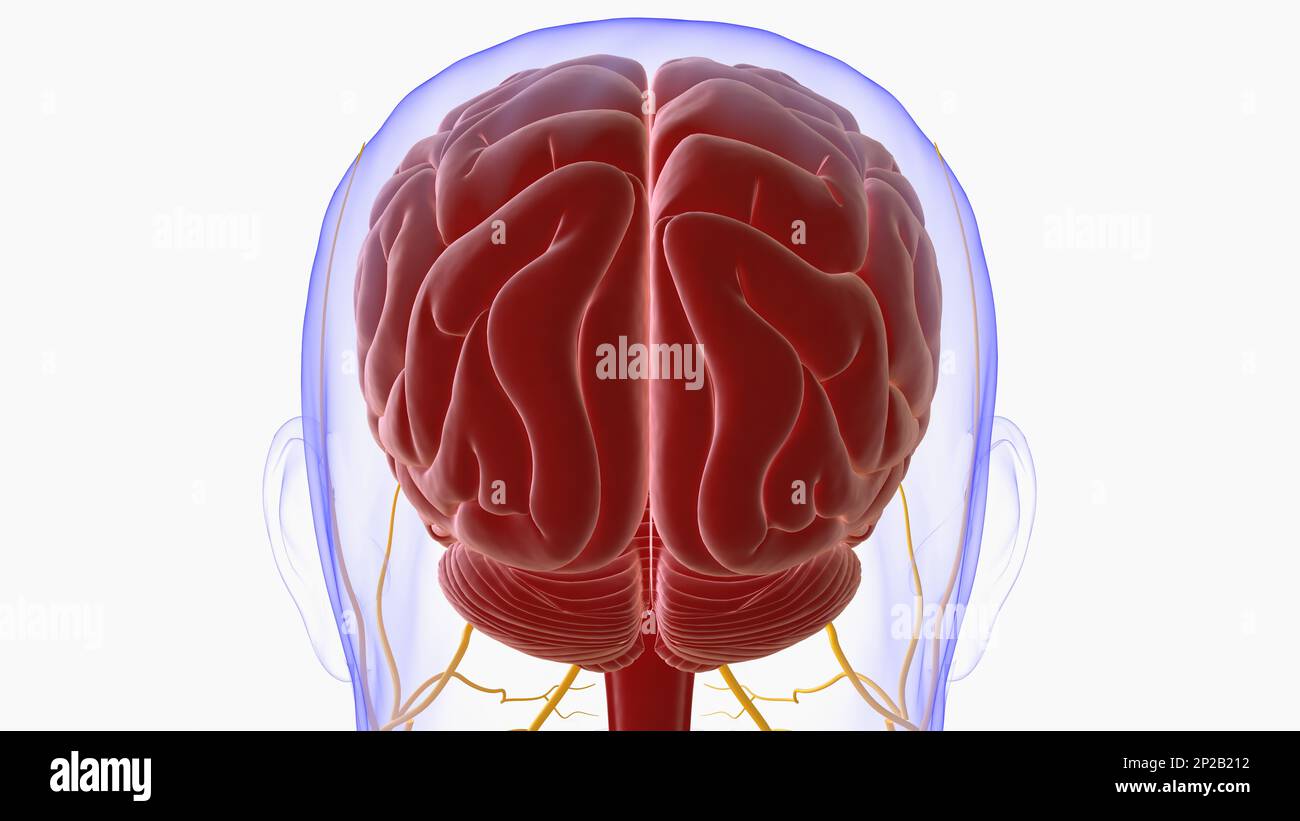 Menschliche Hirnanatomie für die medizinische Konzeptdarstellung 3D Stockfoto
