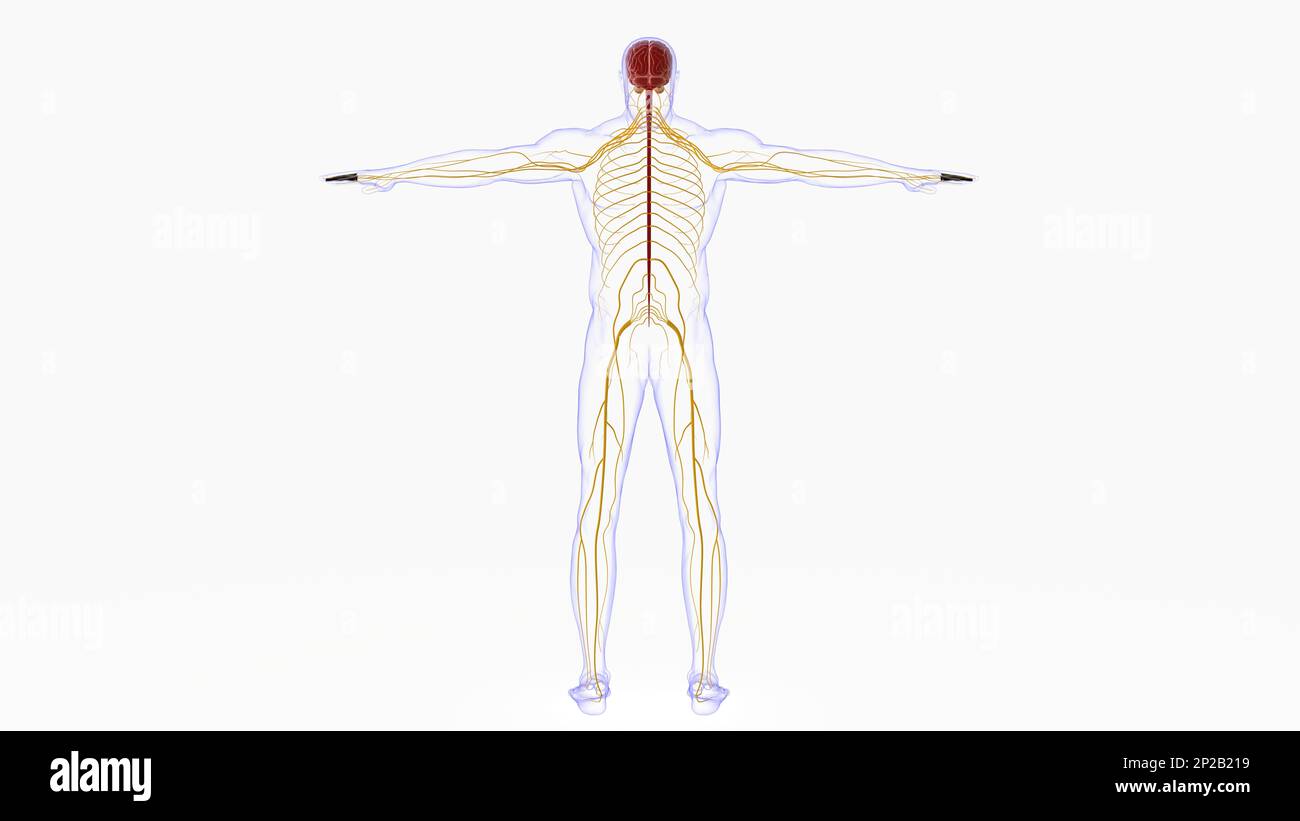 Menschliche Hirnanatomie für die medizinische Konzeptdarstellung 3D Stockfoto